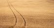 Track of wheat field