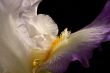 Bearded Iris Closeup - DSC_2018