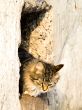 outdoor cat