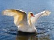 swan