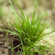 green grass