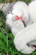 sleeping cat