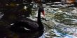 Bird on water