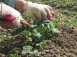 gardening