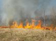 wildfire