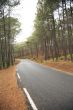 forest with road