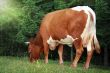 Grazing cow