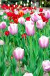 tulips flowerings