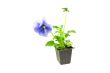 violet pansy`s sprout in plastic box