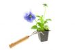 violet pansy`s sprout in plastic box and gardening tool