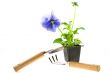violet pansy`s sprout in plastic box and gardening tools