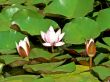 Pink water lilies in the pond