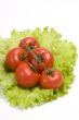 Branch of cherry tomato on leaf lettuce.