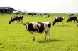 a lot of cows in a fresh meadow field