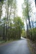 road through the trees