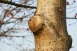 Tree trunk