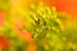 Yellow floret