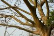 Tree trunk