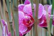 Pink orchid