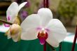White orchid