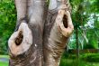 Tree trunk