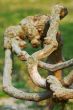 Tree root
