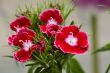 Pink flowers