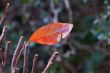 Details of leaf