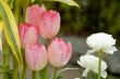 Pink tulips