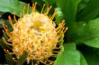 Yellow blooming protea pincushion