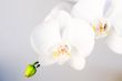 White orchid