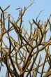 Abstract tree branches