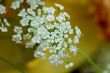 White floret