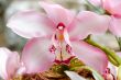 Pink orchid