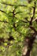 green fresh leaves of larch
