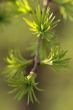  Green leaves of larch