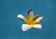 Frangipani flower