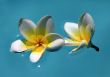 Frangipani flowers