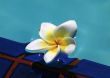 Frangipani flower