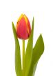 yellw-red tulip on white background