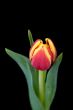 yellw-red tulip on black background