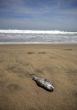 Dead fish