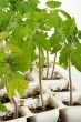 Sprouts of a tomato