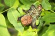 Ripe walnut on tree