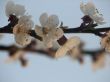 spring flowering