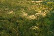 Yellow and green grass background