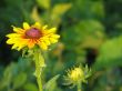 flowers in a garden