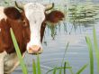   cow on watering