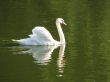 reflection of white swan