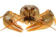 European crayfish